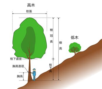 樹冠位置